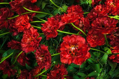 Renkli lale Keukenhof çiçek bahçesi, Lisse, Hollanda, Hollanda'da yakın çekim