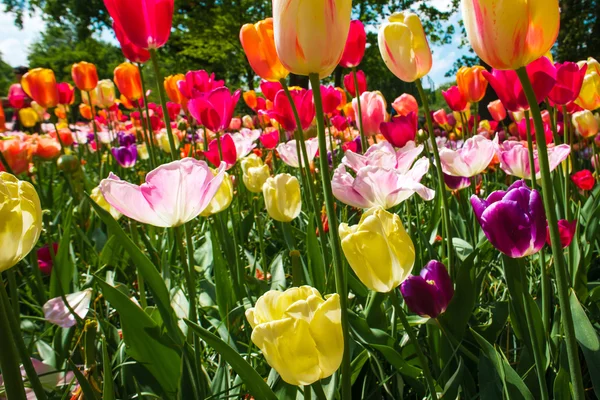 Champ Tulipes Keukenhof Jardin Fleuri Lisse Pays Bas Hollande — Photo