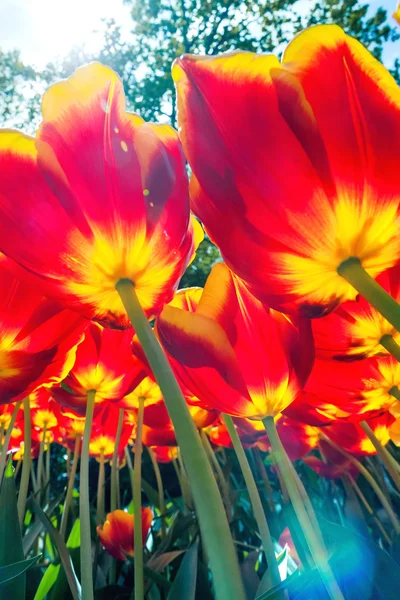 Tulipani Colorati Vicino Cielo Blu Nel Giardino Dei Fiori Keukenhof — Foto Stock