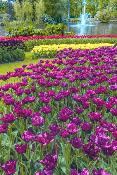 Campo de tulipas em Keukenhof Gardens, Lisse, Países Bajos — Fotografia de Stock