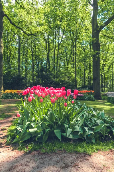 Tulpenfeld im Keukenhof-Garten, Lisse, Niederlande — Stockfoto