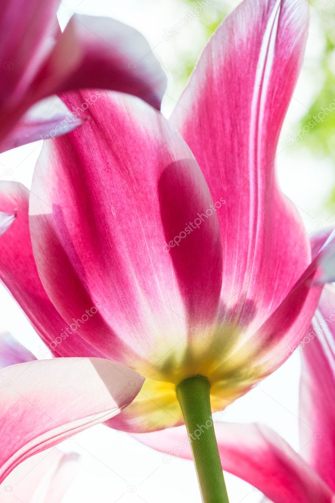 The colorful tulips close up against blue sky in Keukenhof flower garden, Lisse, Netherlands, Holland