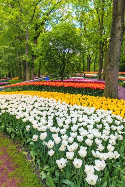 Lale alan Keukenhof bahçeleri, Lisse, Hollanda