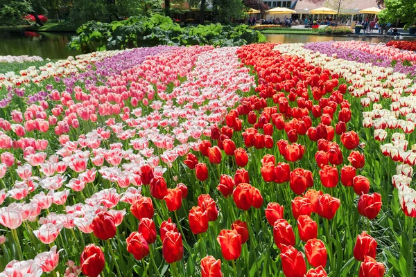 Champ de tulipes à Keukenhof Gardens, Lisse, Pays-Bas — Photo