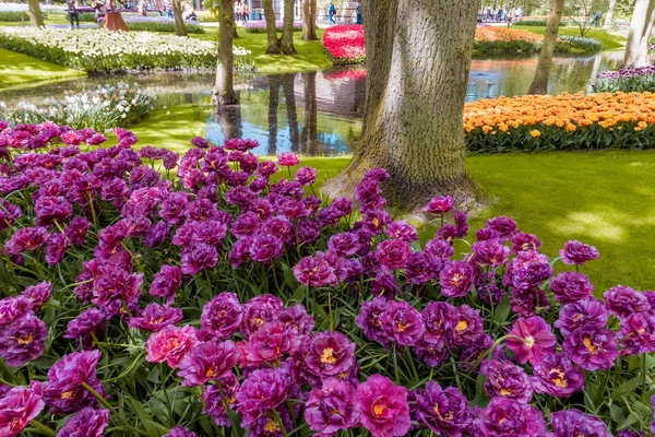 Champ Tulipes Keukenhof Jardin Fleuri Lisse Pays Bas Hollande — Photo