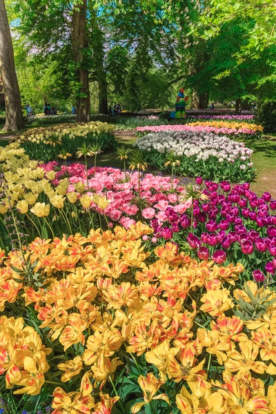 Campo de tulipas em Keukenhof Gardens, Lisse, Países Bajos — Fotografia de Stock