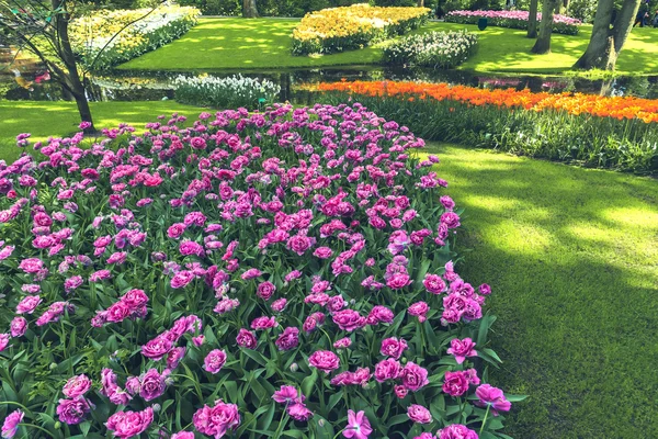 Tulip Field Keukenhof Flower Garden Lisse Netherlands Holland — Stock Photo, Image