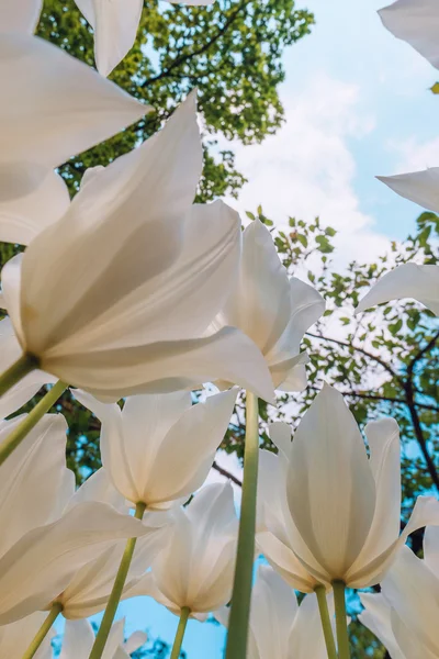 Tulip field in Keukenhof Gardens, Lisse, Netherlands — Stock Photo, Image