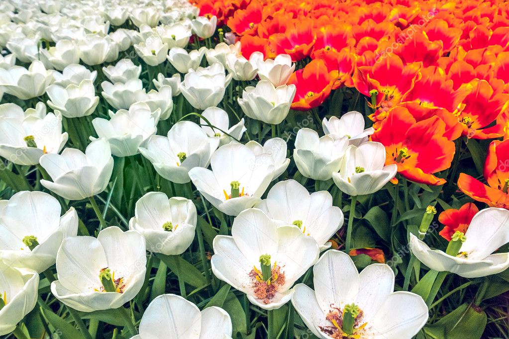 The tulip field in Keukenhof flower garden, Lisse, Netherlands, Holland