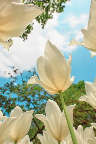 Tulip field in Keukenhof Gardens, Lisse, Paesi Bassi — Foto Stock