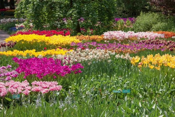 Campo de tulipas em Keukenhof Gardens, Lisse, Países Bajos — Fotografia de Stock