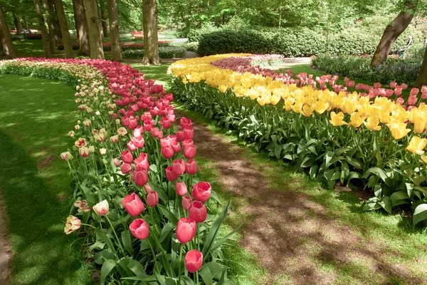 Tulip field in Keukenhof Gardens, Lisse, Netherlands — Stock Photo, Image