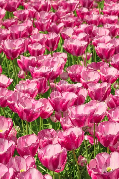 Tulip field in Keukenhof Gardens, Lisse, Paesi Bassi — Foto Stock
