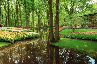 Hollanda lale alan