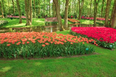 Hollanda lale alan