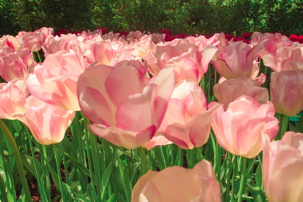 Il campo di tulipani nei Paesi Bassi — Foto Stock