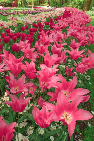 O campo de tulipas na Holanda — Fotografia de Stock