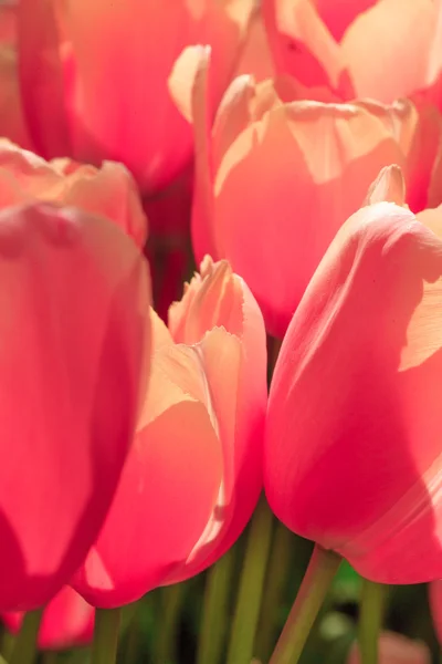 El campo de tulipanes en Holanda — Foto de Stock