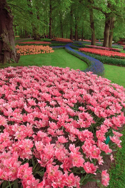 O campo de tulipas na Holanda — Fotografia de Stock