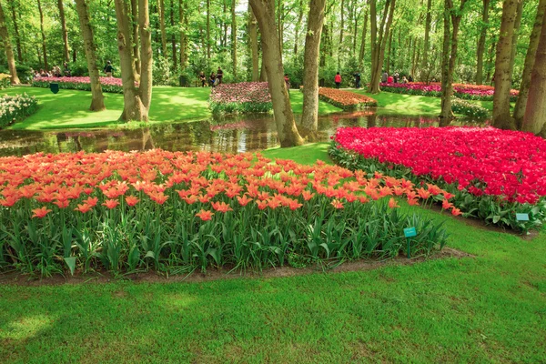 The tulip field in Netherlands — Stock Photo, Image