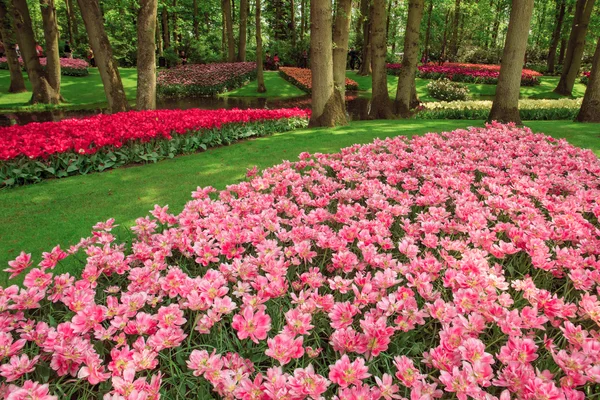 The tulip field in Netherlands — Stock Photo, Image