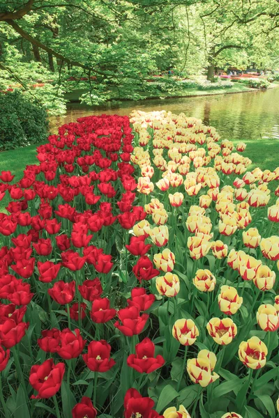 Le champ de tulipes aux Pays-Bas — Photo