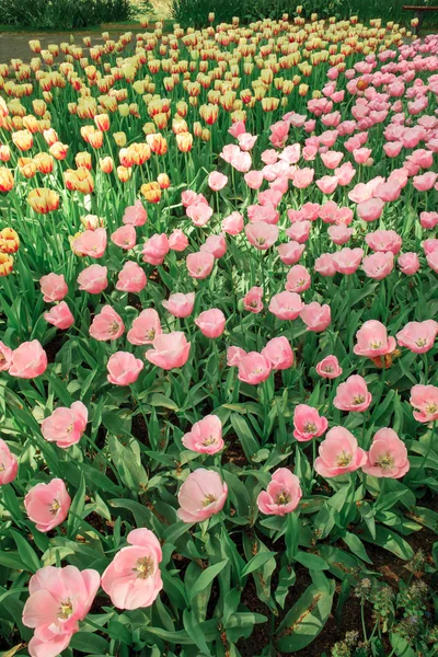 Il campo di tulipani nei Paesi Bassi — Foto Stock
