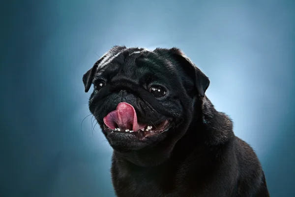 Gros plan sur un chiot Pug devant fond bleu — Photo