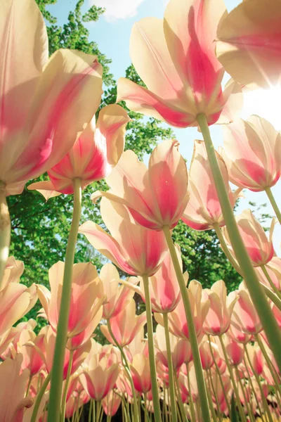 Le champ de tulipes aux Pays-Bas — Photo