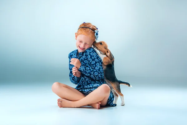 Szczęśliwa dziewczyna i szczeniąt rasy beagle na szarym tle — Zdjęcie stockowe