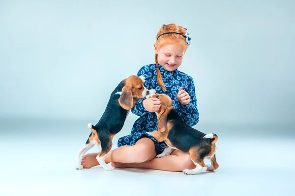 La fille heureuse et deux chiot beagle sur fond gris — Photo