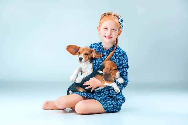 La fille heureuse et deux chiot beagle sur fond gris — Photo