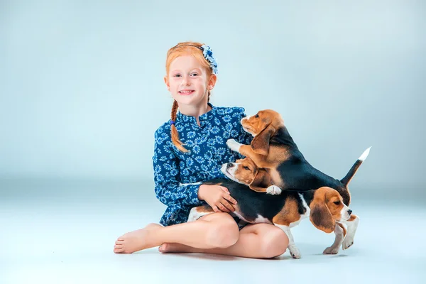 The happy girl and two beagle puppie on gray background — Stock Photo, Image