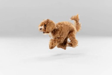 Maltipu Dog 'un beyaz stüdyo arka planındaki stüdyo görüntüsü.