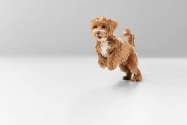 Maltipu Dog 'un beyaz stüdyo arka planındaki stüdyo görüntüsü.