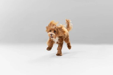 Maltipu Dog 'un beyaz stüdyo arka planındaki stüdyo görüntüsü.