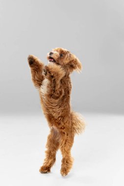 Maltipu Dog 'un beyaz stüdyo arka planındaki stüdyo görüntüsü.