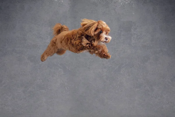 Studioaufnahme von Maltipu Hund isoliert auf grauem Studiohintergrund — Stockfoto