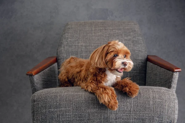 Studio foto di cane Maltipu isolato su sfondo grigio studio — Foto Stock