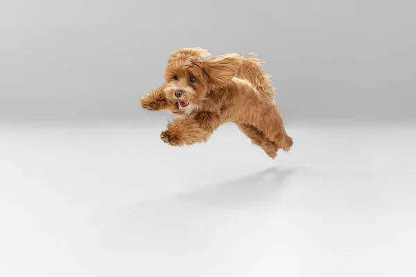 Studioaufnahme des Maltipu-Hundes isoliert auf weißem Studiohintergrund — Stockfoto