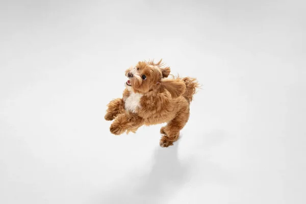 Studioaufnahme des Maltipu-Hundes isoliert auf weißem Studiohintergrund — Stockfoto