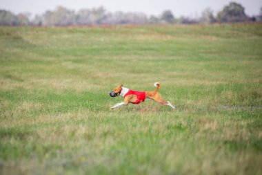 Yarışmada yem kursu sırasında sportif köpek gösterisi