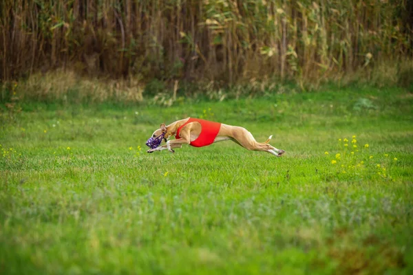 Спортивна собака виступає під час курсу приманки в змаганнях — стокове фото