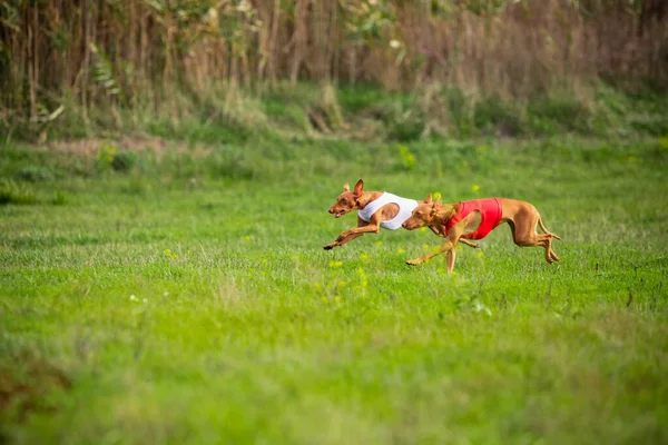 Cão esportivo se apresentando durante a atração cursando em competição — Fotografia de Stock