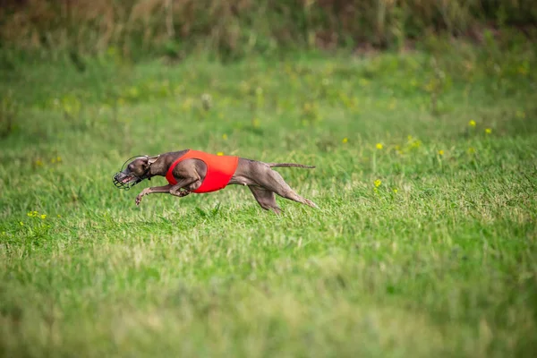 Sportos kutya fellépő során a csali kurzus a verseny — Stock Fotó