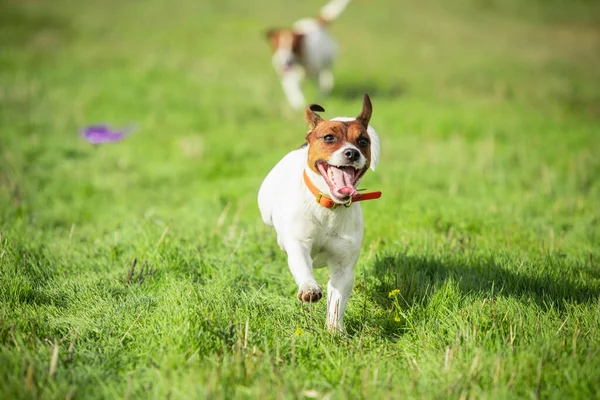 Cão esportivo se apresentando durante a atração cursando em competição — Fotografia de Stock