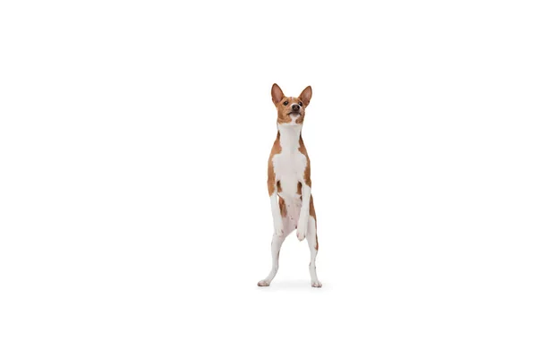 스튜디오 촬영 Basenji 개 흰색 스튜디오 배경에 고립 — 스톡 사진