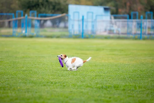 Спортивная собака, выступающая во время соревнования по приманке — стоковое фото