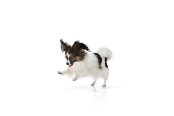 Studioaufnahme von lustigem Papillon-Hund isoliert auf weißem Studiohintergrund — Stockfoto