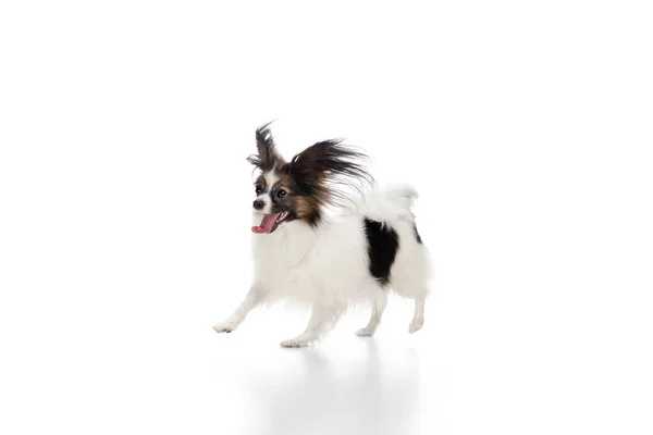 Beyaz stüdyo arka planında izole edilmiş Papillon köpeğinin komik çekimleri. — Stok fotoğraf